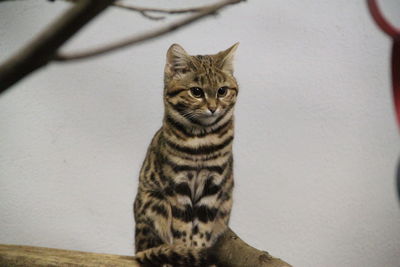 High angle view of sand cat against wall