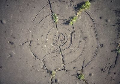 High angle view of plant growing on land