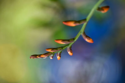 Close-up of flowering plant against blurred background