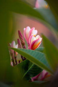 Close-up of pink rose flower