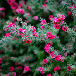 Close-up of pink flowering plants