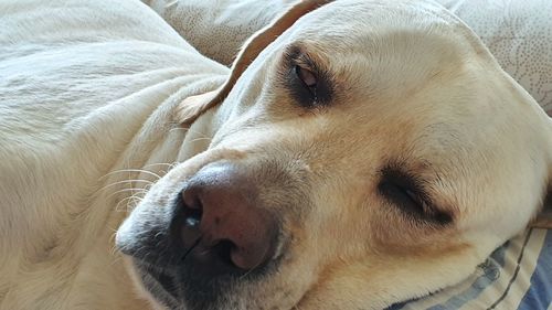 Close-up portrait of a dog