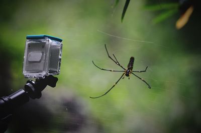 Close-up of camera by spider on web