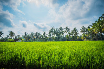 Scenic view of agricultural field against sky