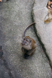 High angle view of monkey sitting outdoors