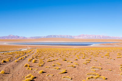 Scenic view of desert against clear blue sky