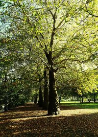 Trees in park during autumn