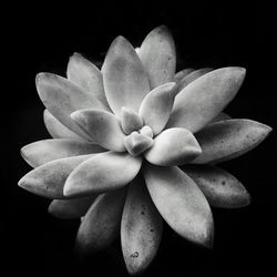 Close-up of flower over black background