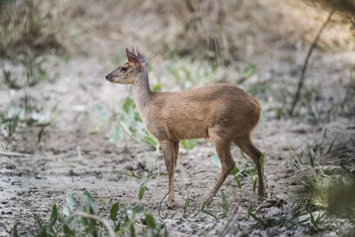 Deer standing on field