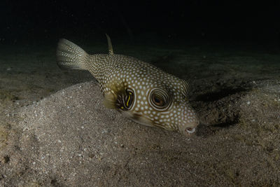 Close-up of fish swimming in sea