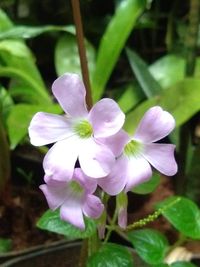 Close-up of purple flowering plant