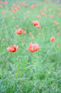 Close-up of red poppy flowers in field