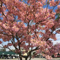 Low angle view of cherry blossoms