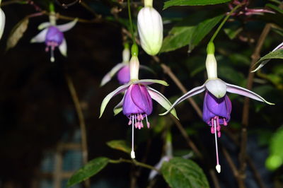 Close-up of purple flowers