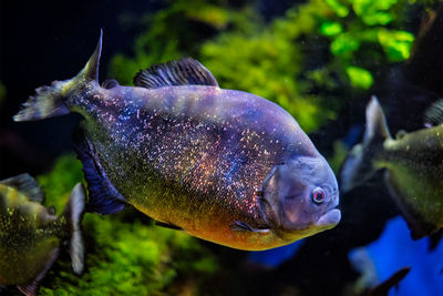 Red-bellied piranha red piranha