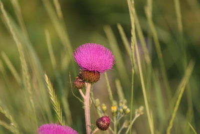 Close-up of thistle flower in park