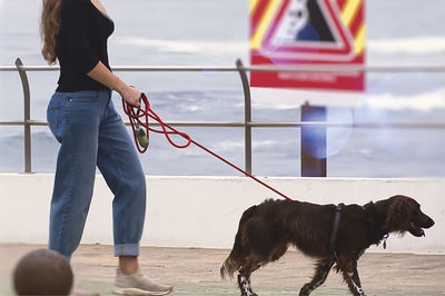 domestic animals