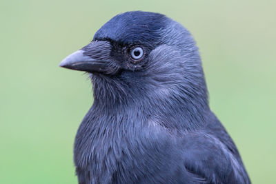 Close-up of jackdaw bird