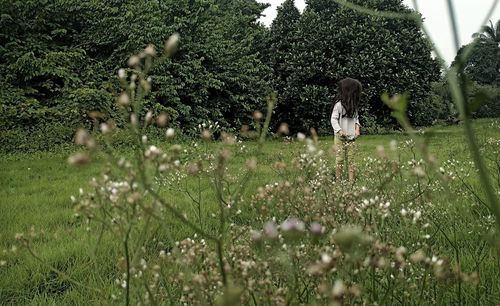 View of flowering plants on field