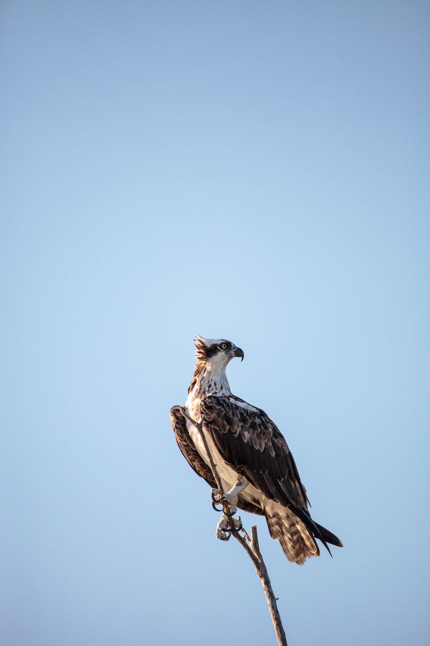 LOW ANGLE VIEW OF BIRD PERCHING ON A ROCK AGAINST SKY