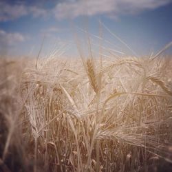 Close-up of wheat field