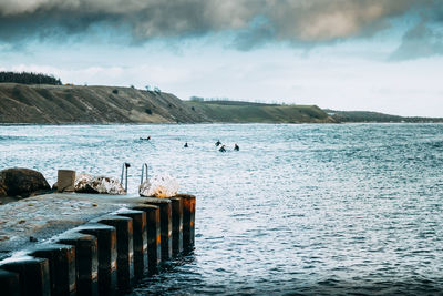 Birds swimming in sea against sky
