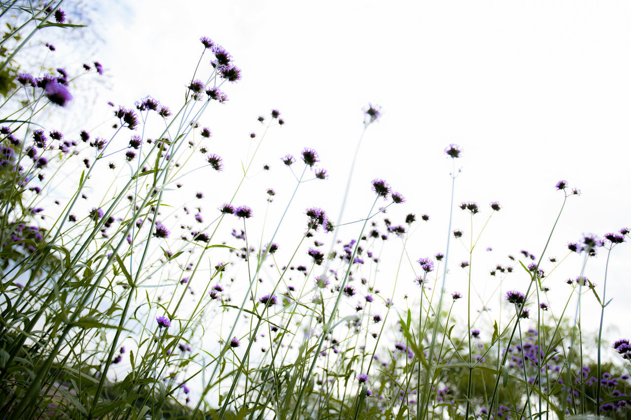 CLOSE-UP OF PURPLE WILDFLOWERS IN FIELD