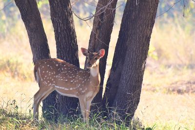 Deer on tree trunk in forest