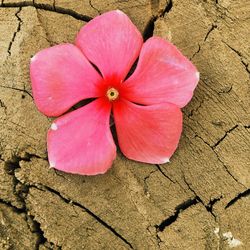 Close-up of pink flowers