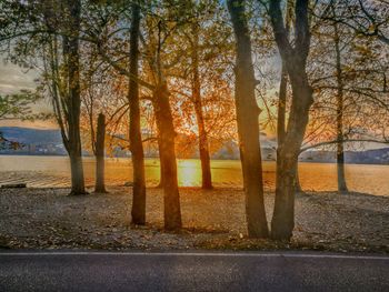 Trees in forest during autumn