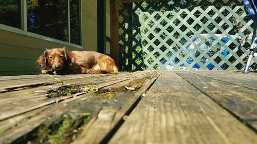 Dog on porch 