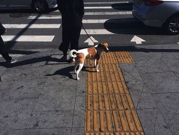 Low section of person standing with dog