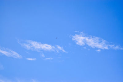 Low angle view of bird flying in sky