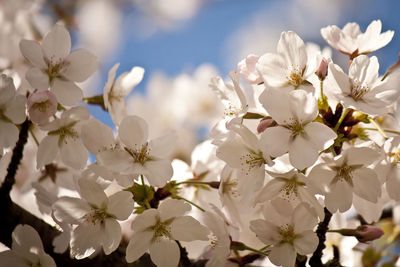 Close-up of white flowers blooming in park