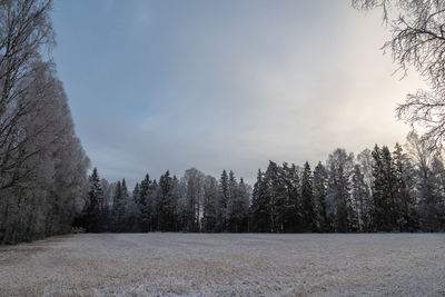 Trees on field against sky during winter