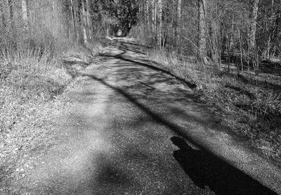 Road passing through trees