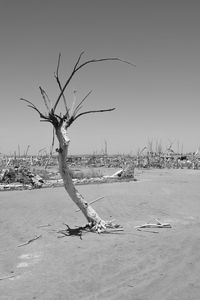 Dead tree on sand against clear sky