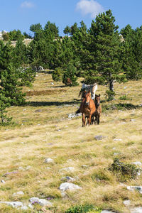 Horses riding horse on field