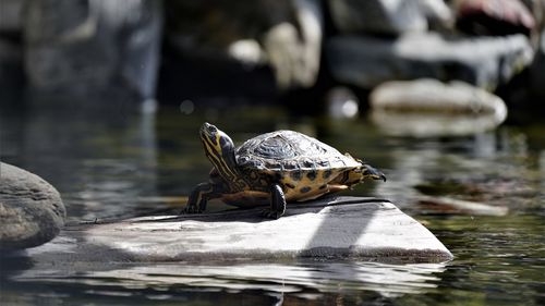 The turtle enjoys the warm midday sun on a stone in the pond