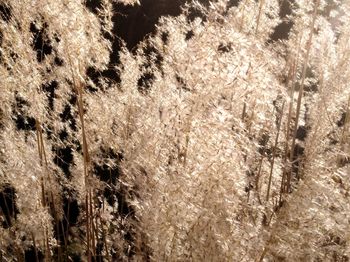 Full frame shot of plants during winter