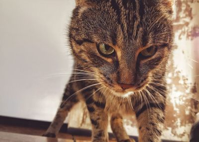Close-up portrait of cat