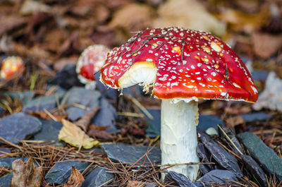 Close-up of fly agaric mushroom on field