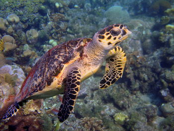Swimming sea turtle close-up in curacao, dutch antilles