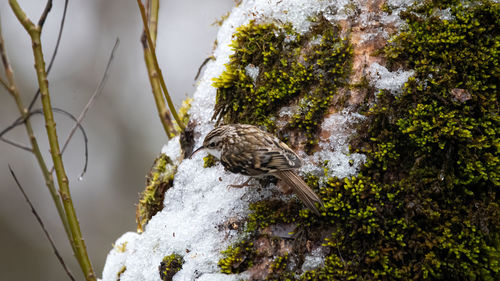 Close-up of bird perching on tree 