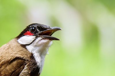 Close-up of a bird looking away