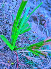 High angle view of plant growing on field