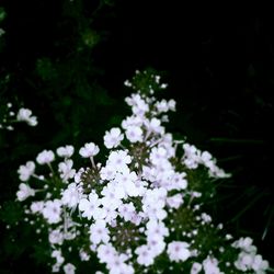 Close-up of flowers