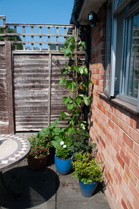 Potted plants outside building