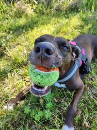 Close-up of dog on grassy field