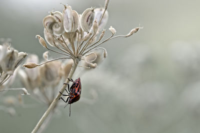 Close-up of insect on flower